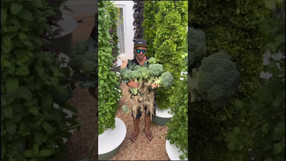 Crop harvest recap in a vertical farm. #farming #agriculture #gardening Crop harvest recap in a vertical farm. #farming #agriculture #gardening