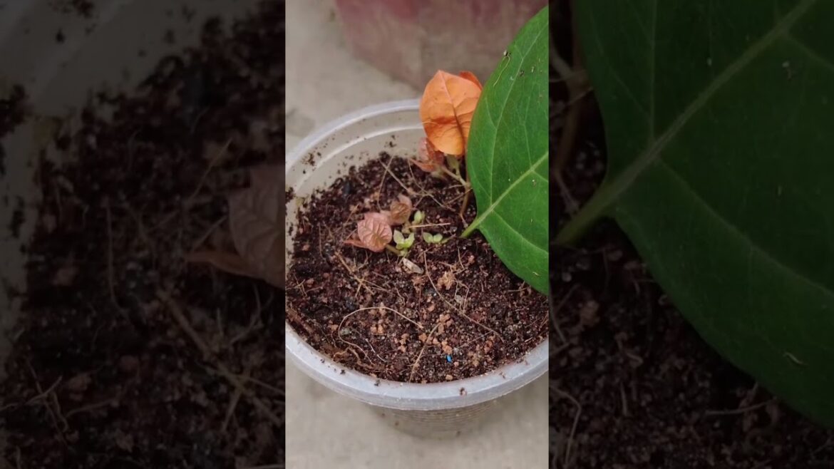 Method of growing bougainvillea with leaves from aloe vera Method of growing bougainvillea with leaves from aloe vera