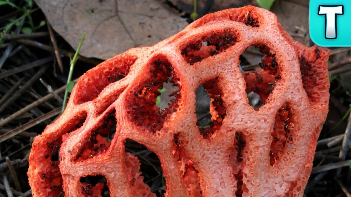 Top 10 Edible Mushrooms You’ve Never Heard Of Top 10 Edible Mushrooms You've Never Heard Of