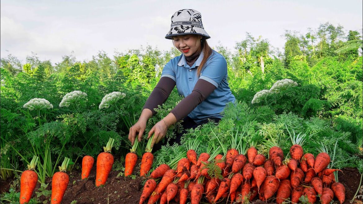 Harvesting carrot root to the Market to Sell  Gardening and growing vegetables! Lucia’s daily life Harvesting carrot root to the Market to Sell  Gardening and growing vegetables! Lucia's daily life