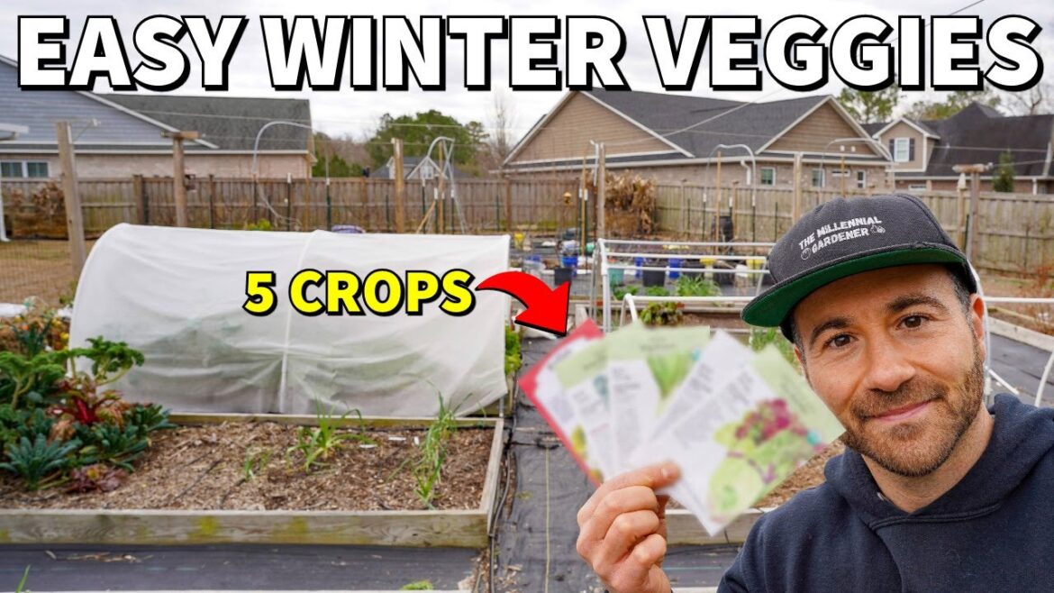 The 5 EASIEST Winter Veggies To Grow RIGHT NOW! The 5 EASIEST Winter Veggies To Grow RIGHT NOW!