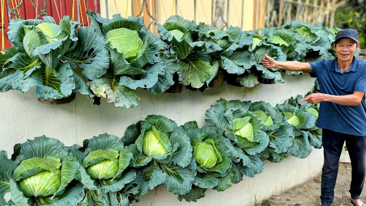 Dream Cabbage Vegetable Garden At Home, Easy With Just A Few Plastic Bottles Dream Cabbage Vegetable Garden At Home, Easy With Just A Few Plastic Bottles