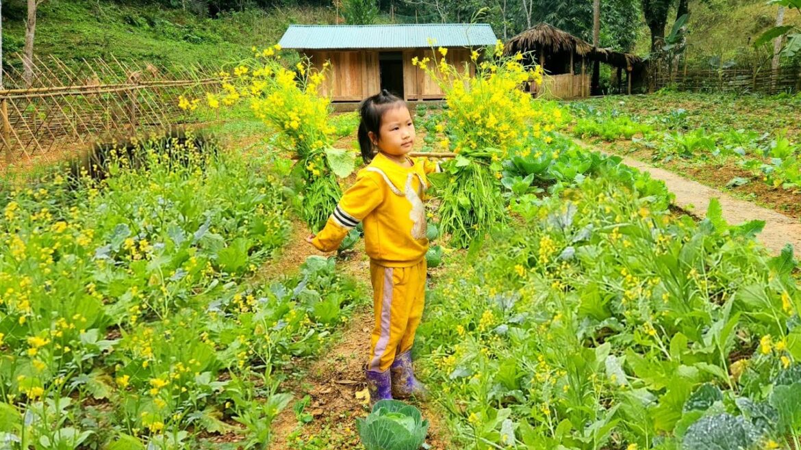 Harvest green onions to sell – Taking care of the vegetable garden with my daughter Harvest green onions to sell - Taking care of the vegetable garden with my daughter