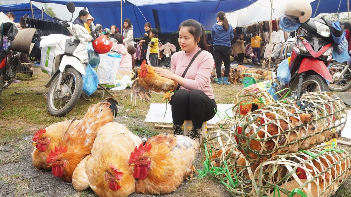 Harvesting Chicken Goes To Countryside Market Sell, Vegetable Gardening || Thanh Hiền Farm Harvesting Chicken Goes To Countryside Market Sell, Vegetable Gardening || Thanh Hiền Farm