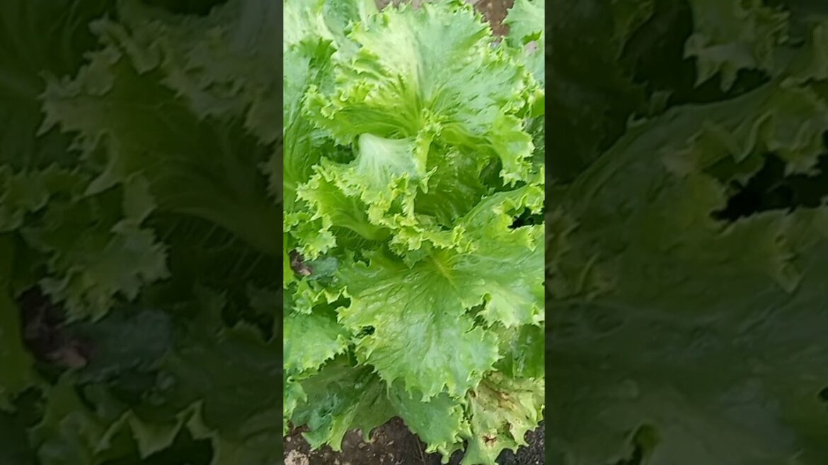 #outdoor #Jamaica #cabbage and #lettuce Cantina #Garden #subscribe #shorts #outdoor #Jamaica #cabbage and #lettuce Cantina #Garden #subscribe #shorts