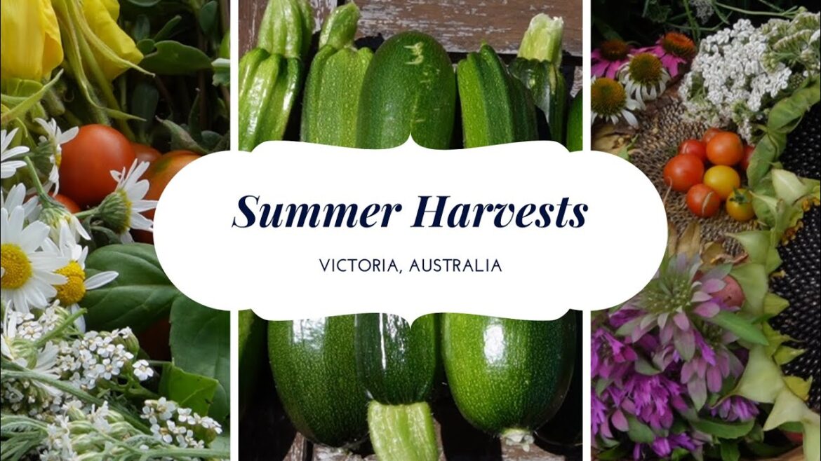 Vegetable Garden Harvests, Australian Summer Gardening, Herbs, Zucchini, Strawberry Spinach Sticks Vegetable Garden Harvests, Australian Summer Gardening, Herbs, Zucchini, Strawberry Spinach Sticks