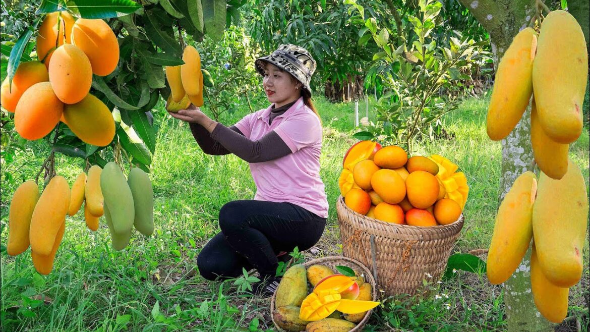 Harvesting Green mango to the Market to Sell  Gardening growing vegetables! Lucia’s daily life Harvesting Green mango to the Market to Sell  Gardening growing vegetables! Lucia's daily life