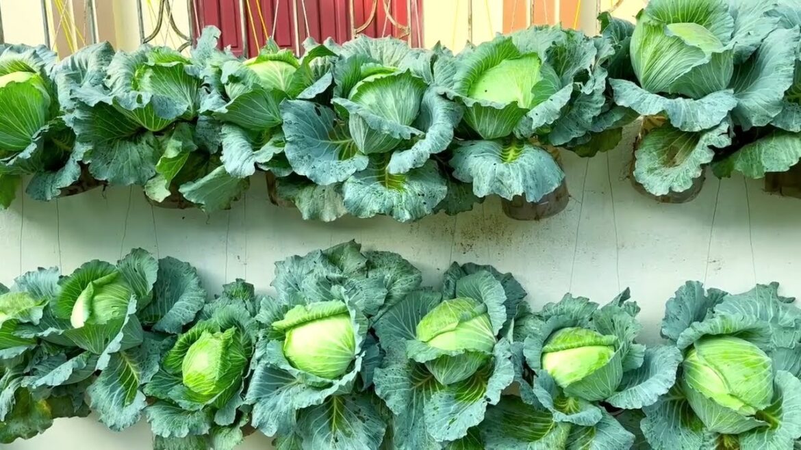 Dream Cabbage Vegetable Garden At Home Dream Cabbage Vegetable Garden At Home