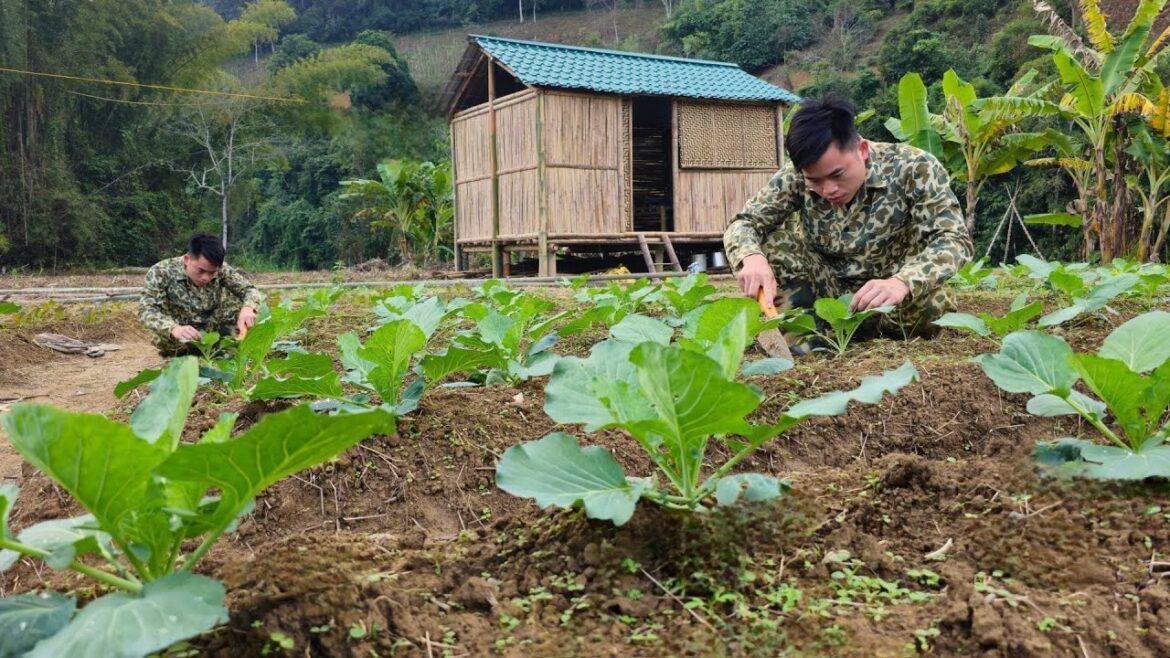 Take care of watering and fertilizing the vegetable garden – Tiến Building Farm Take care of watering and fertilizing the vegetable garden - Tiến Building Farm