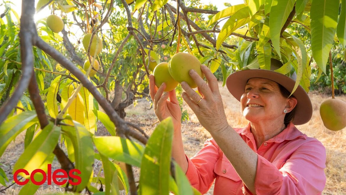 Manbulloo Farms  | Great lengths for quality | Coles