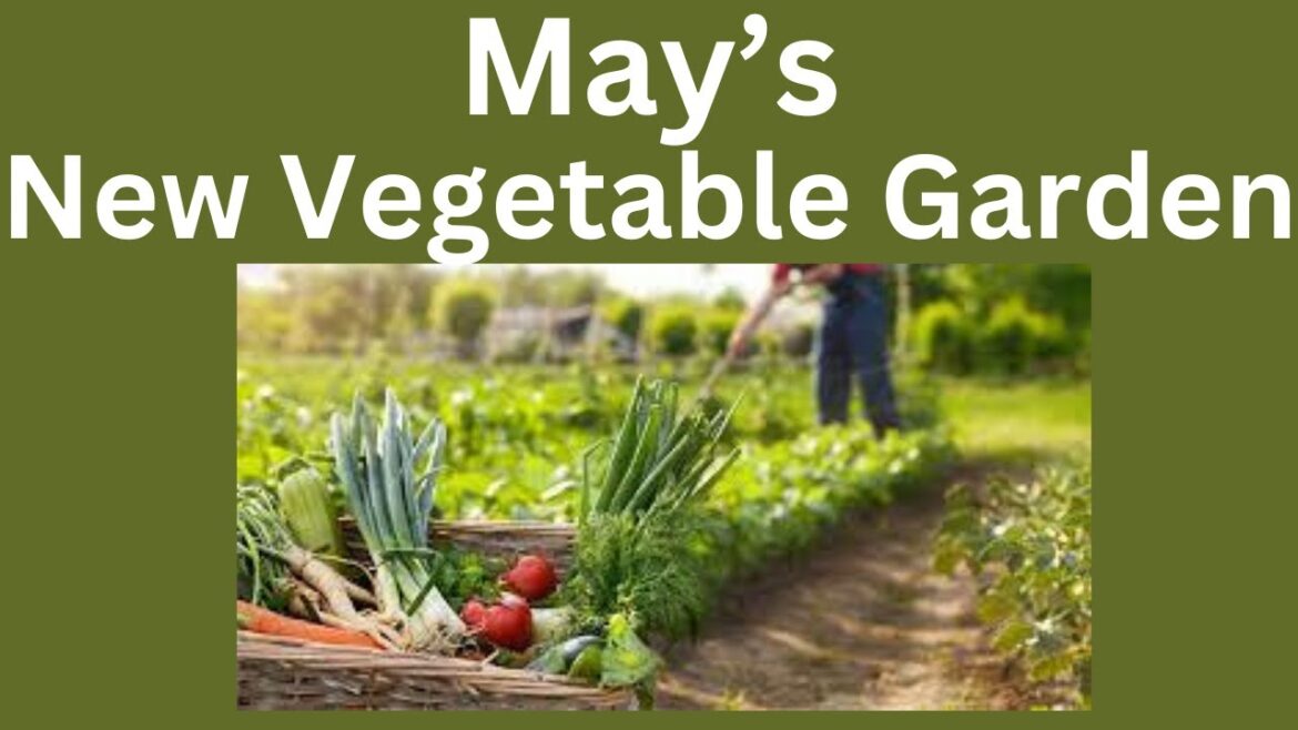 May’s new Vegetable Garden May's new Vegetable Garden