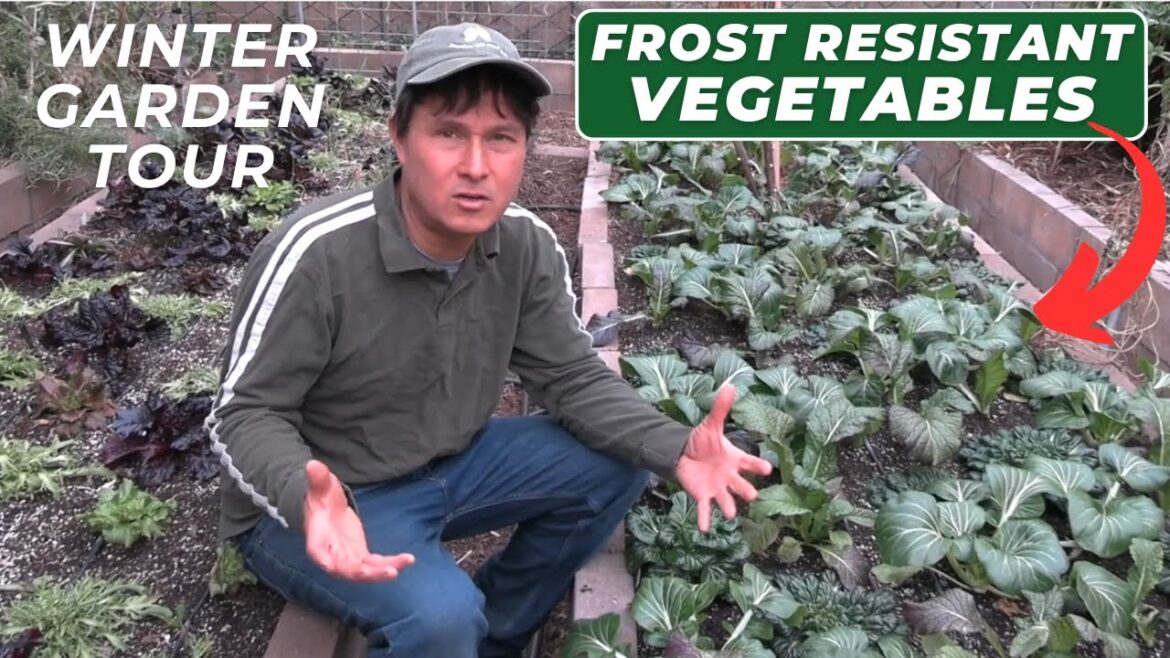 Frost Resistant Winter Vegetables You Can Grow Zone 9 Garden Tour Frost Resistant Winter Vegetables You Can Grow Zone 9 Garden Tour