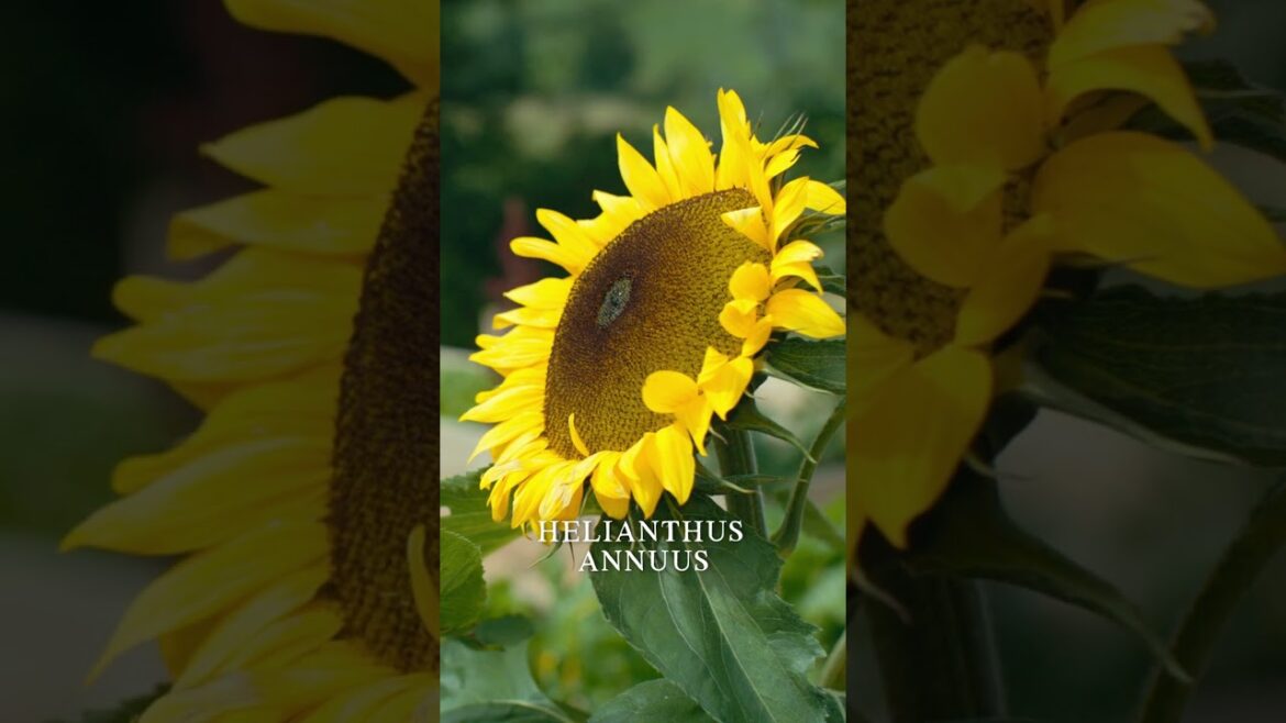 The Most Productive Ugly Vegetable #gardening The Most Productive Ugly Vegetable #gardening