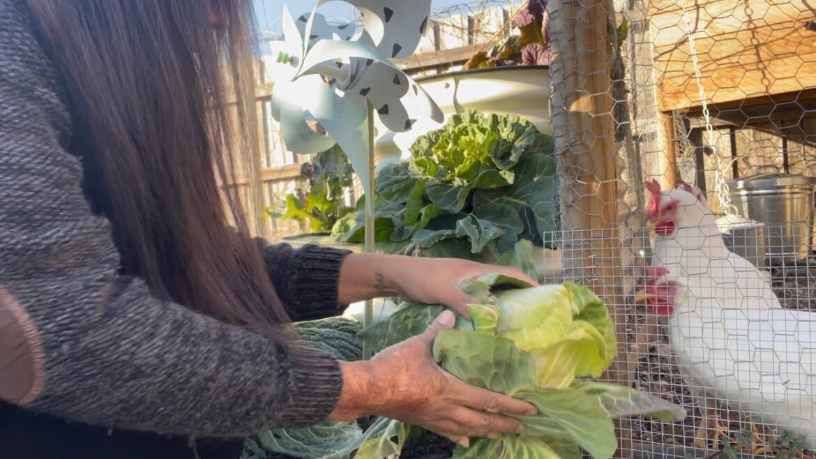 January Small Vegetable Garden At Home Tour … January Small Vegetable Garden At Home Tour ...