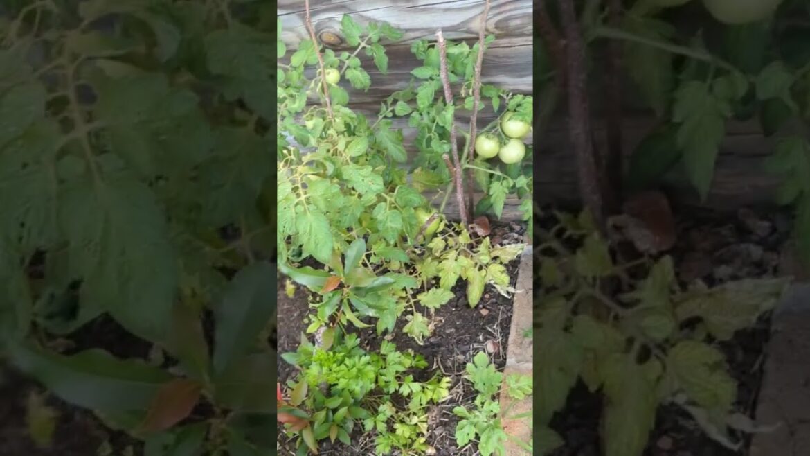 low maintenance vegetable garden update low maintenance vegetable garden update