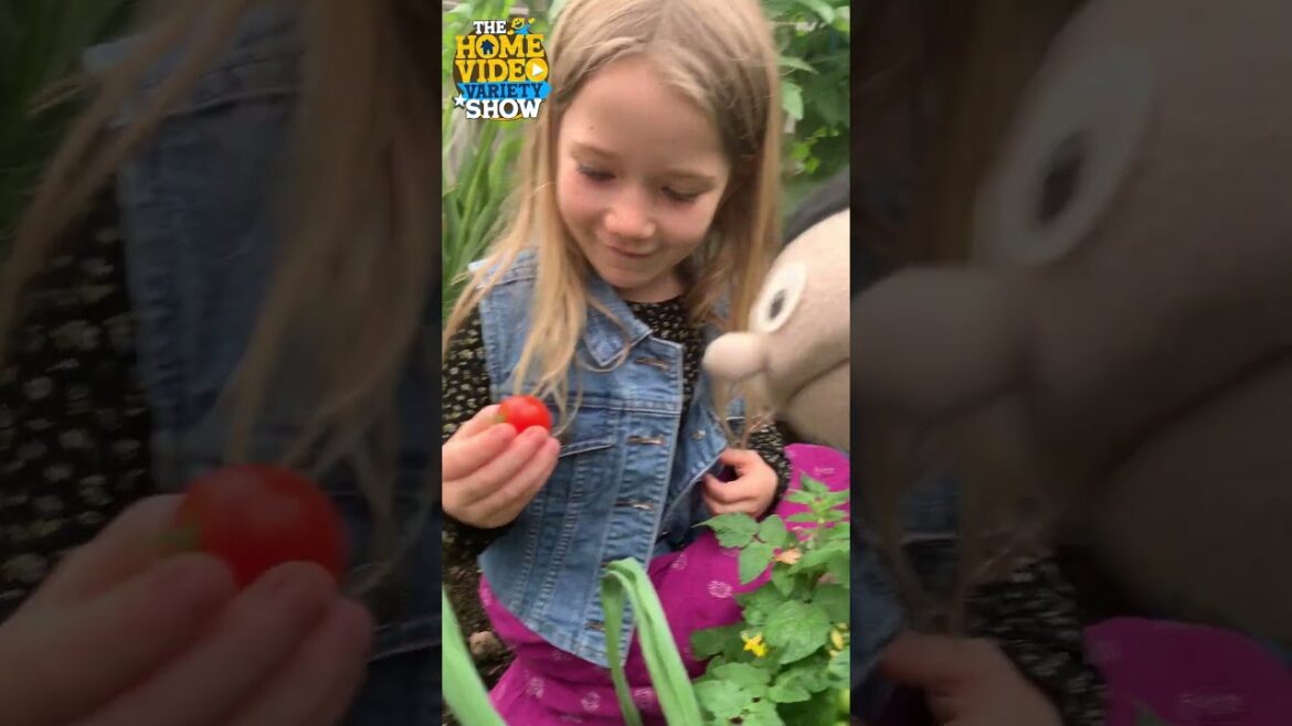 See what grew in our garden! #vegetables #gardening #tomatoes #homeschooling #pioneers See what grew in our garden! #vegetables #gardening #tomatoes #homeschooling #pioneers