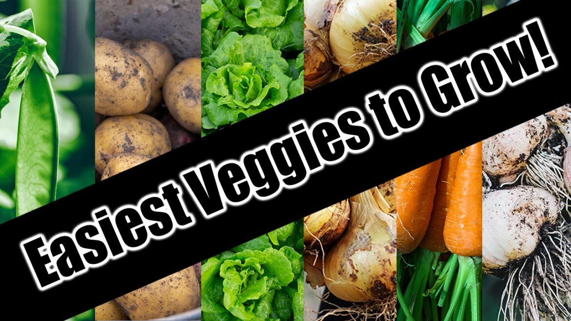 Top 6 Easy To Grow Vegetables For Beginners/SEED TO HARVEST Top 6 Easy To Grow Vegetables For Beginners/SEED TO HARVEST