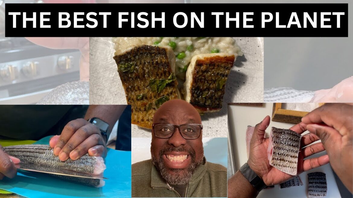 STRIPED BASS SHOP AND COOK (w/risotto) | My Favorite Fish of All Time