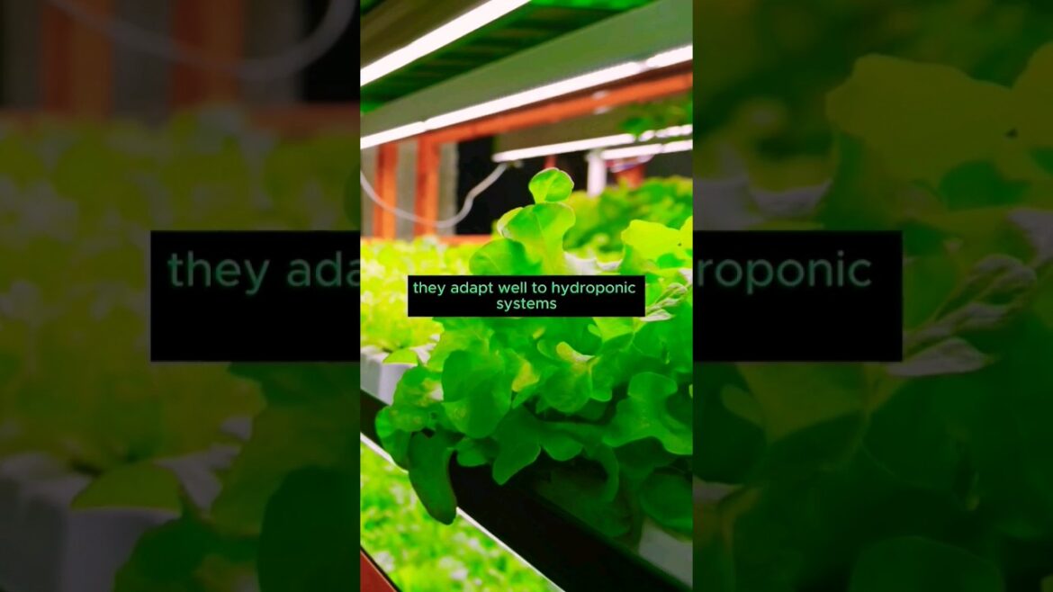 hydroponic vegetable garden at home