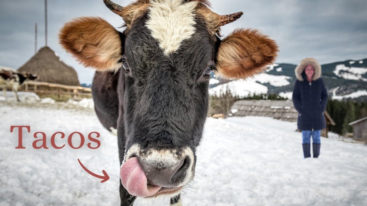 Exploring Nose to Tail Eating: Savory Beef Tongue Taco Recipe!