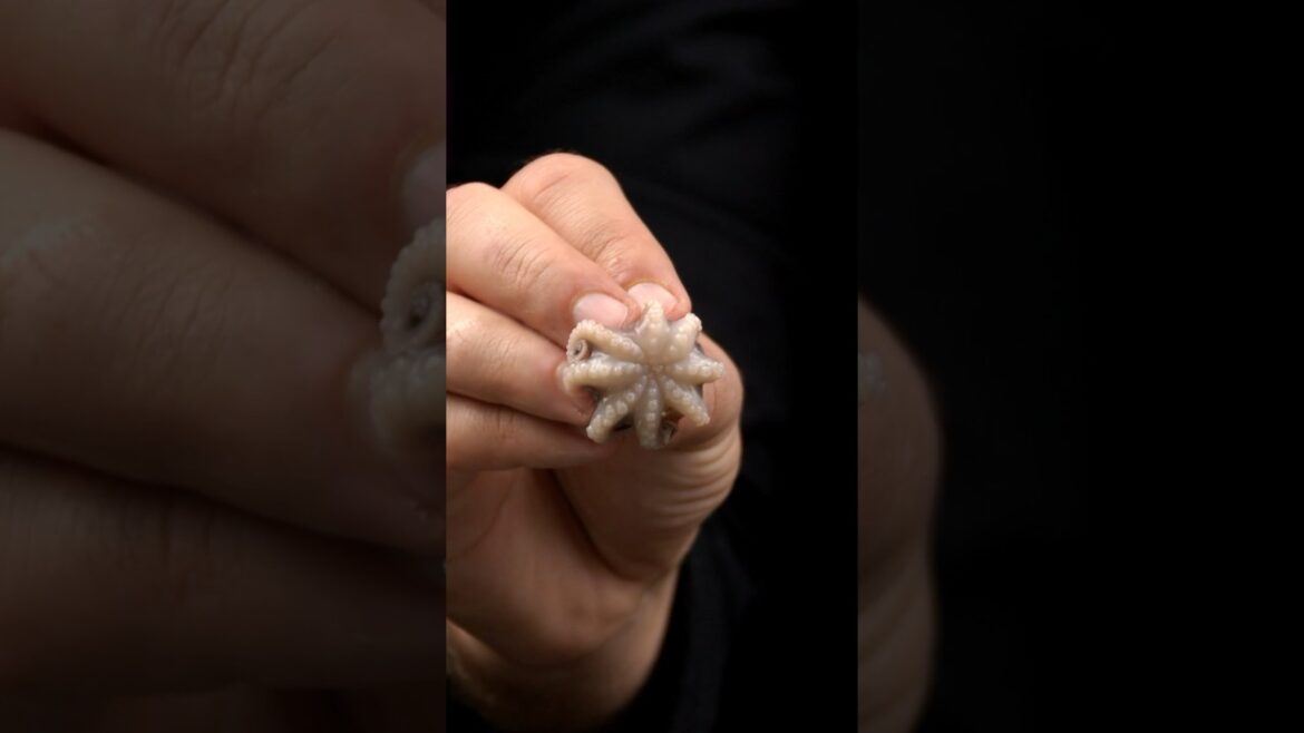 The classical Italian risotto with seafood The classical Italian risotto with seafood