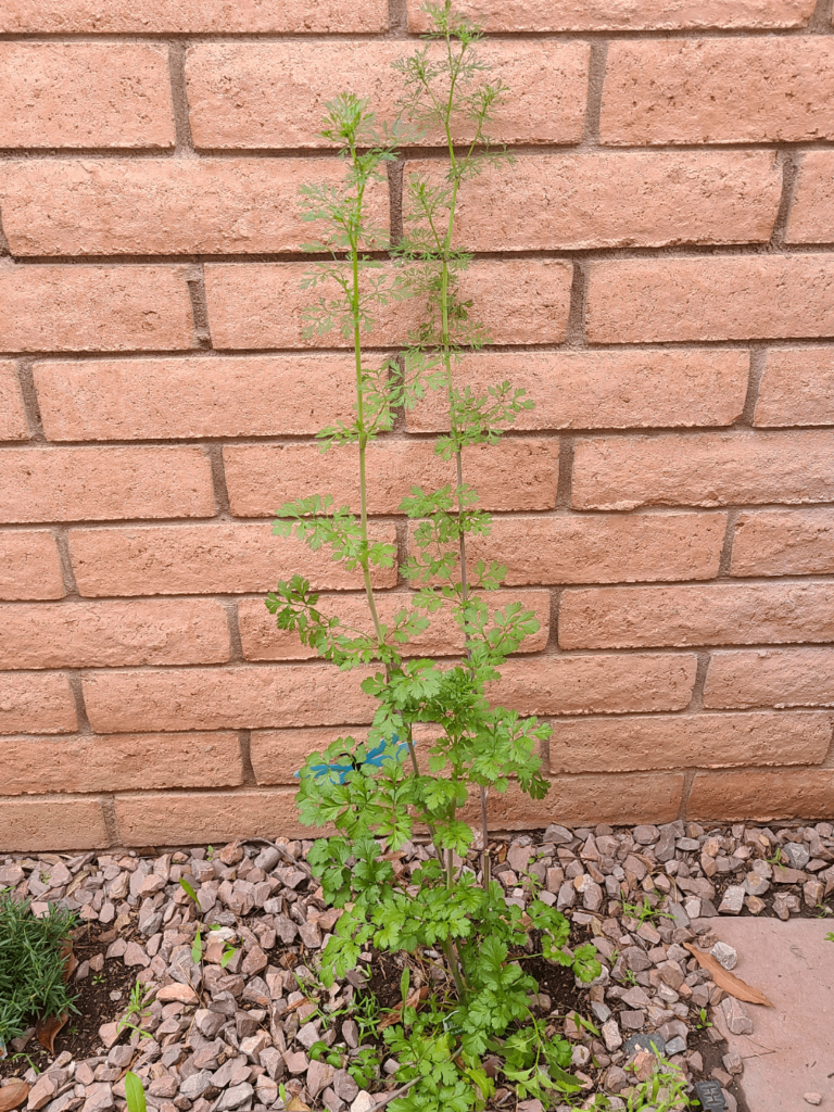 How to correct cilantro bolting How to correct cilantro bolting