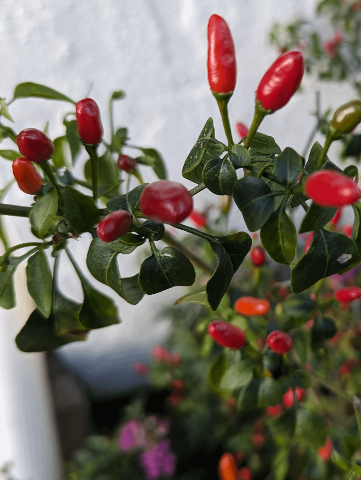 Peppers outside my house... Should I eat them and what are they?