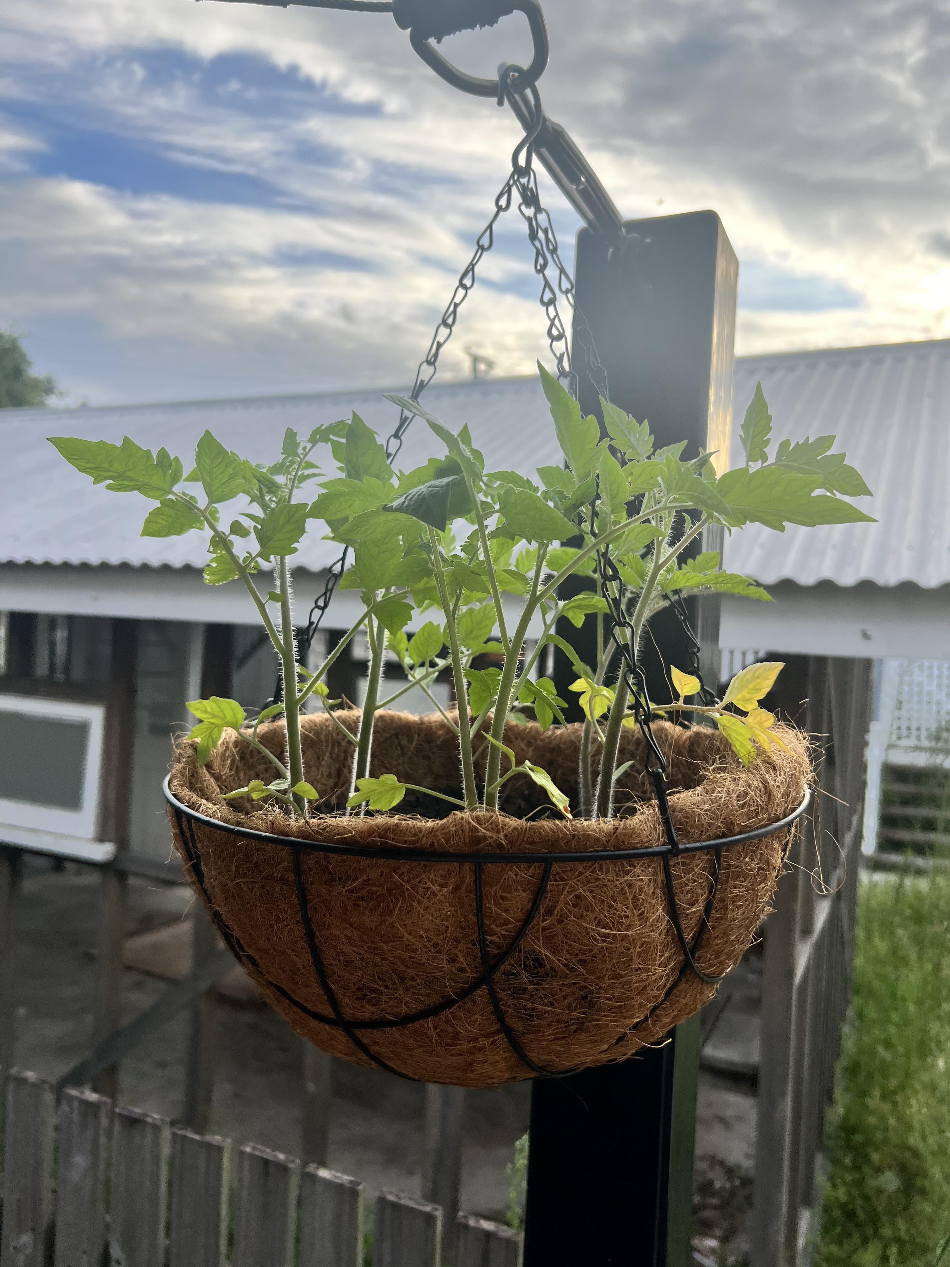 Roma Tomatoes in a hanging basket? Dining and Cooking