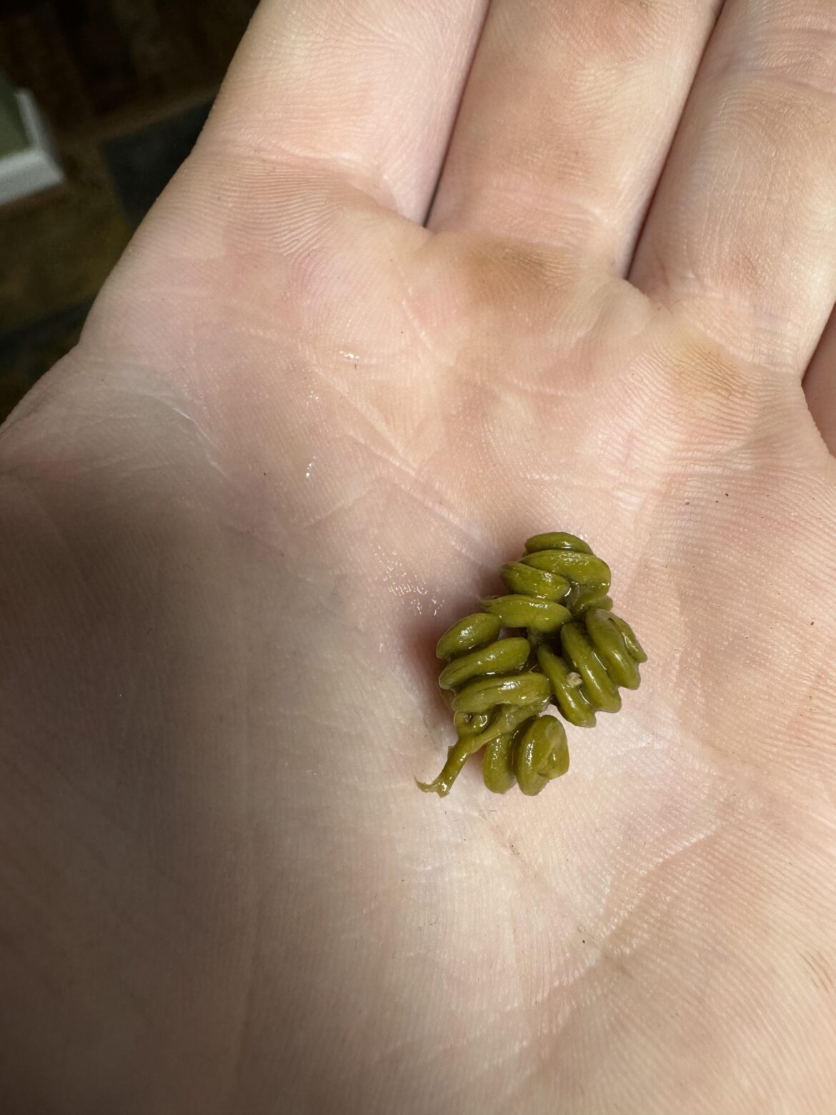 Help identify weird plant found in canned green beans