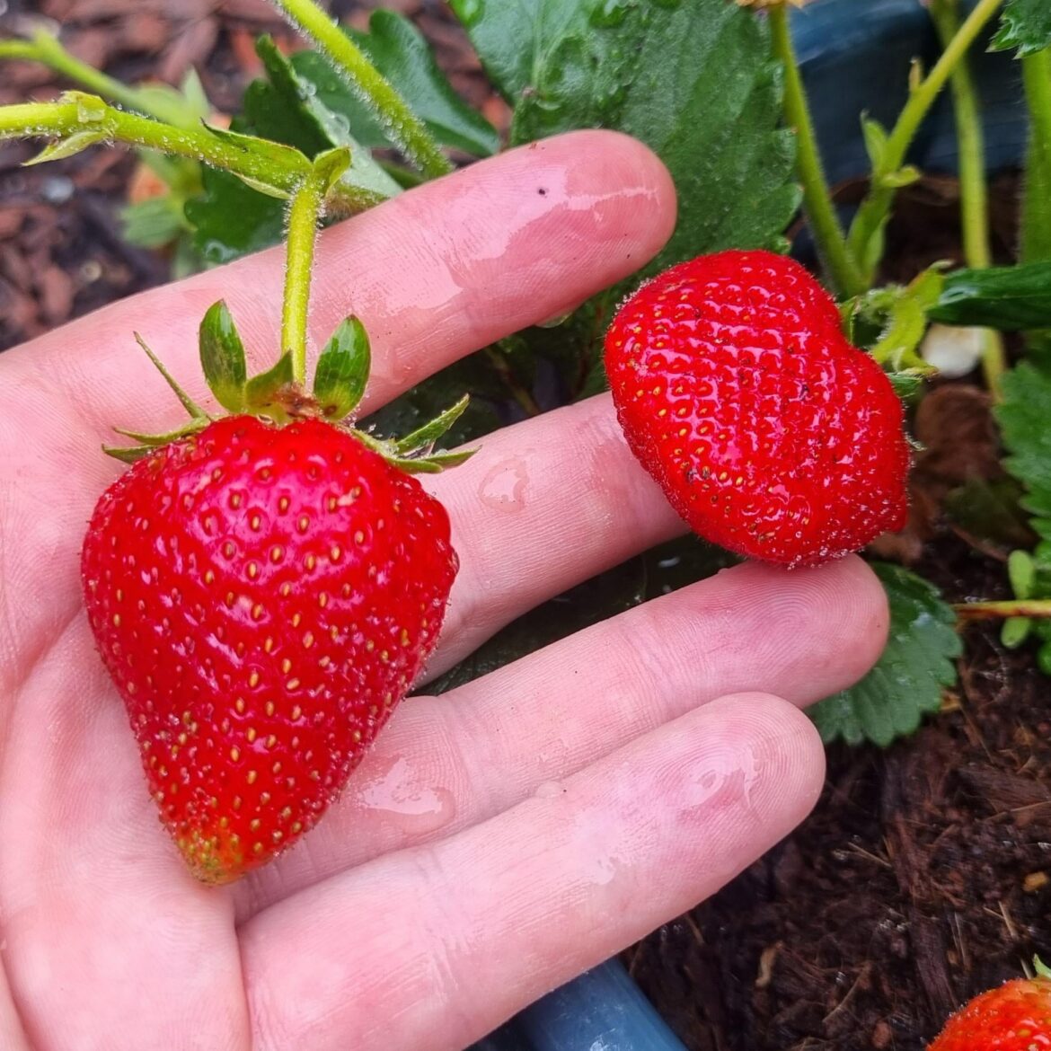 Hydroponic strawberries