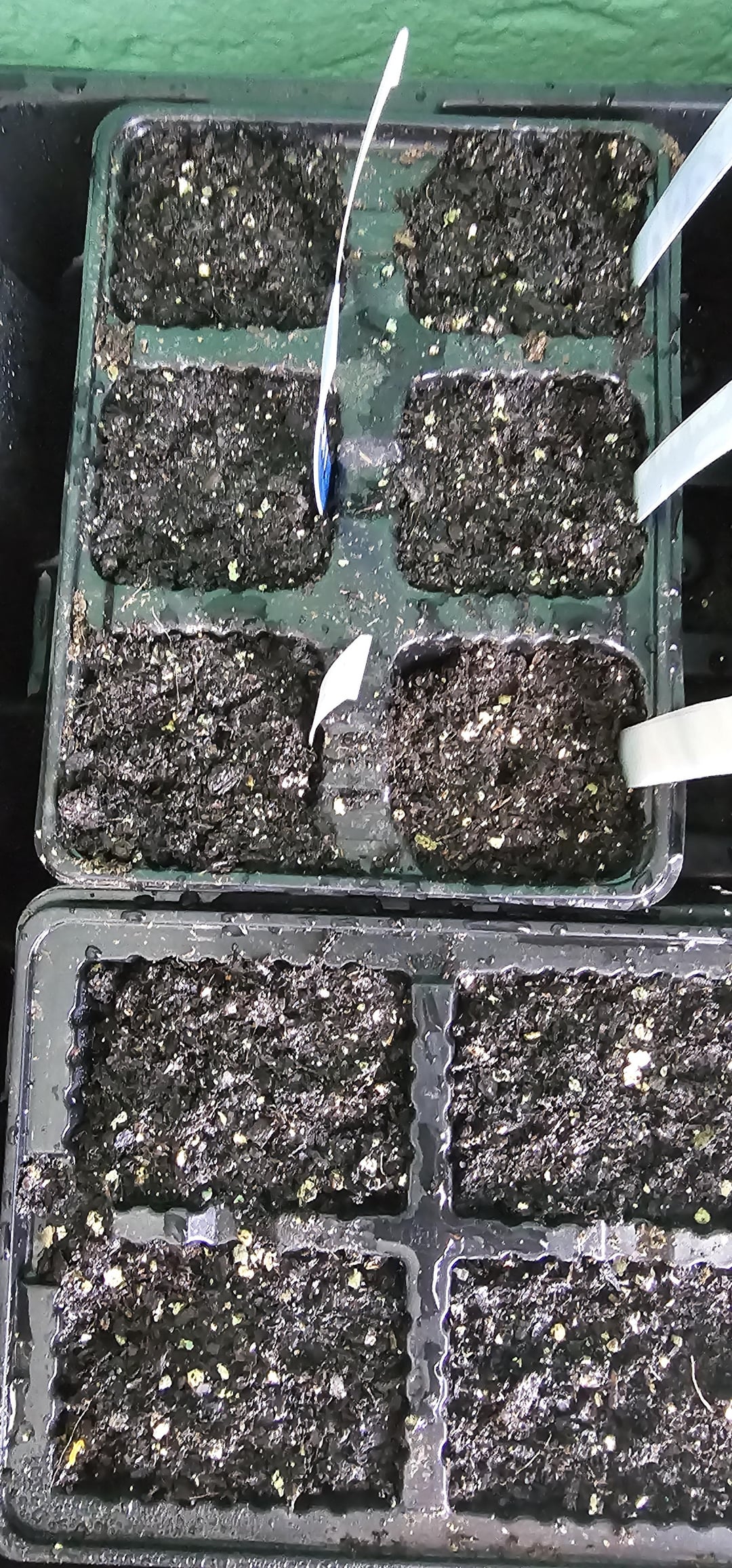 I just thought I'd show the difference I get with a heat lamp and a