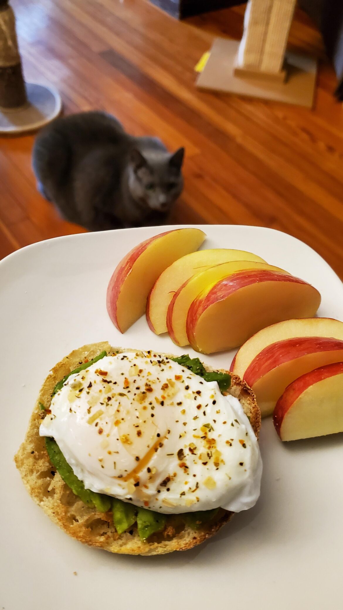 Single poached egg on toasted muffin with avocado. [Homemade]