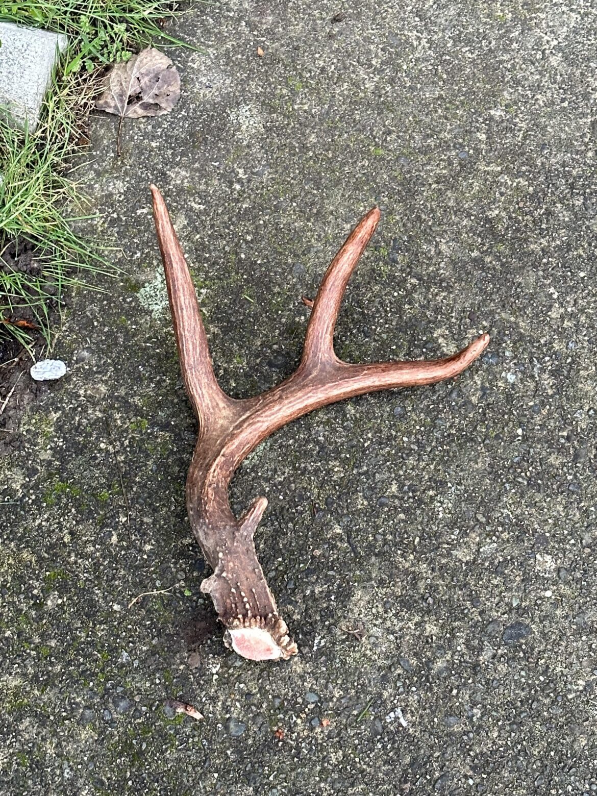 How long does this have before getting covered with edible flowers, sauces, liquid smoke and hanging nibbles?