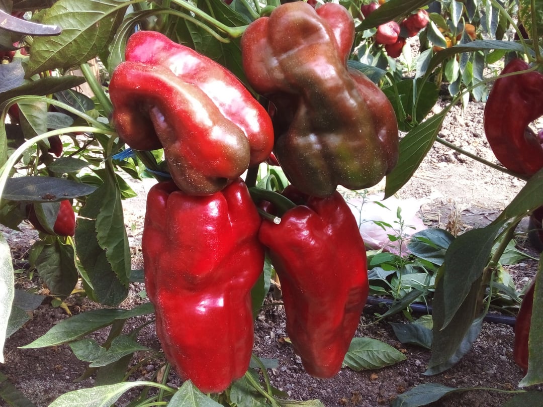 The sweet pepper "Gulliver." One of the heavyweights this season, a new