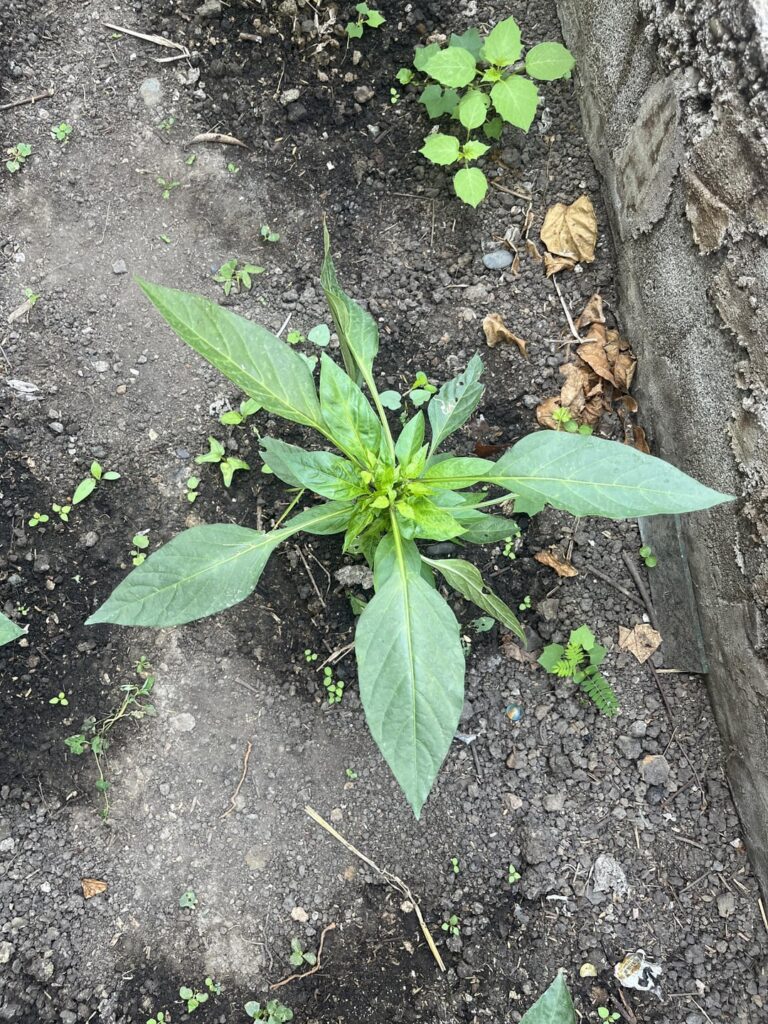 Topping off pepper plants