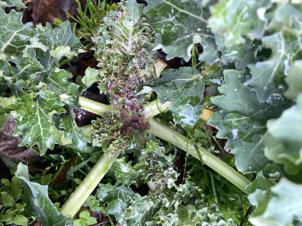 Why is the inner part of kale blue dwarf curled kale turning purple?