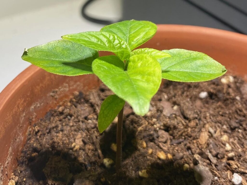 Carolina Reaper seedling and drying plant tips