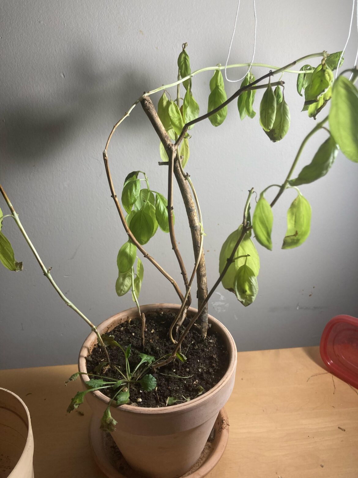 Over- or under watered basil?