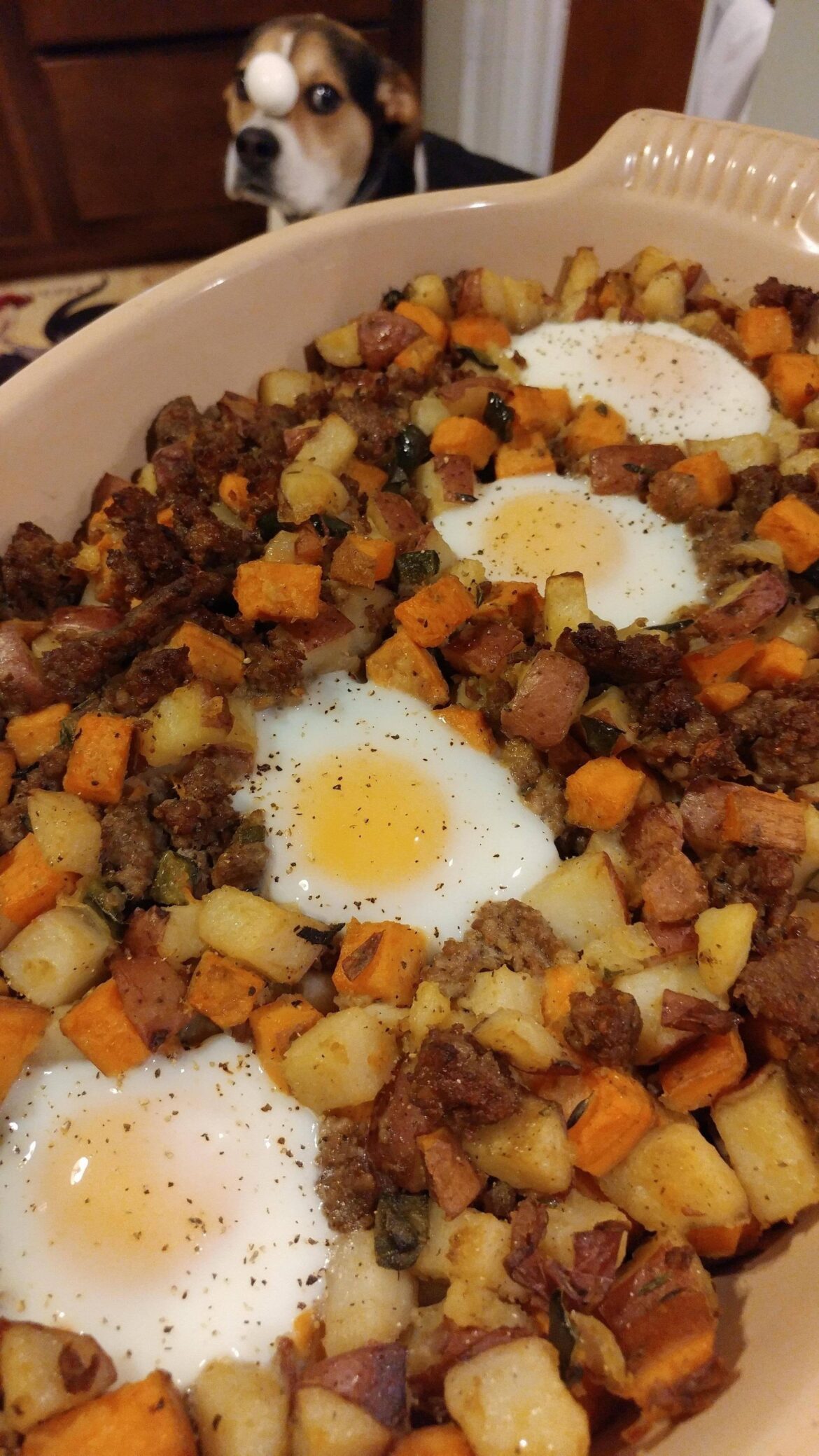 Why not put one on the dog too?