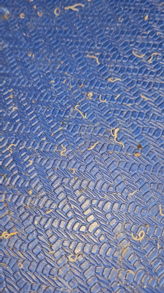 Worms under my potato sack