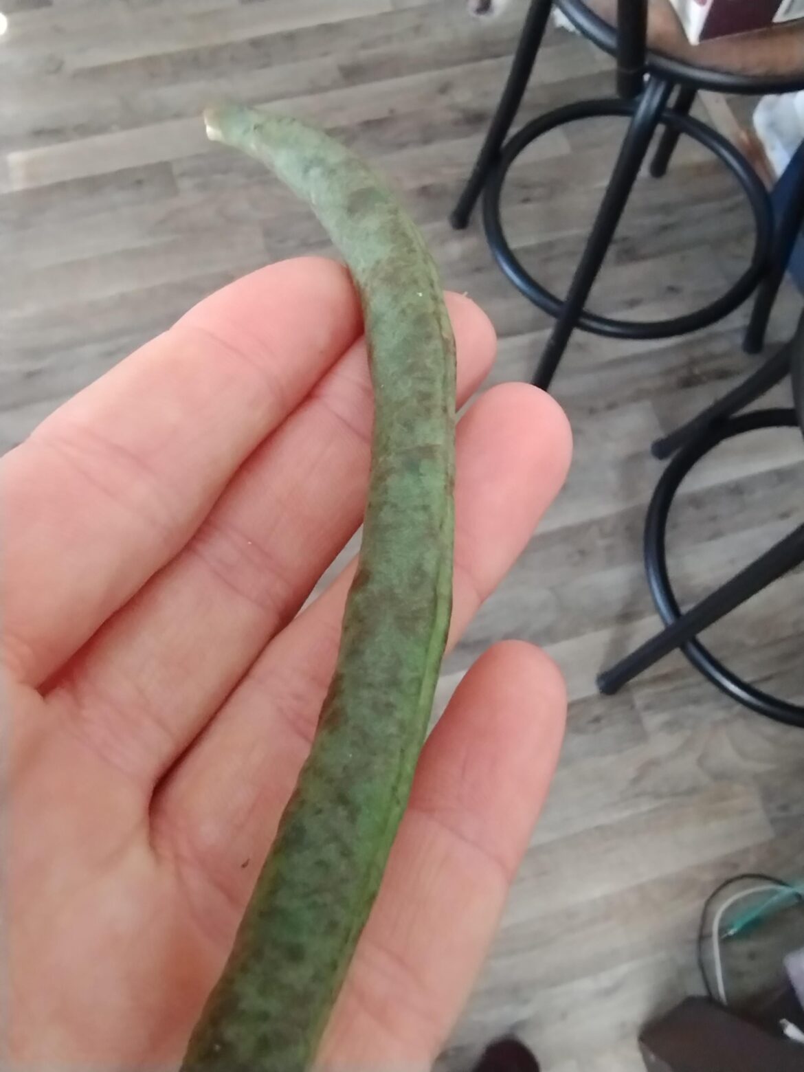 Brown spot green beans