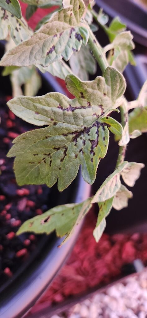 I have black spots on two of my tomato plants! Is this early blight?