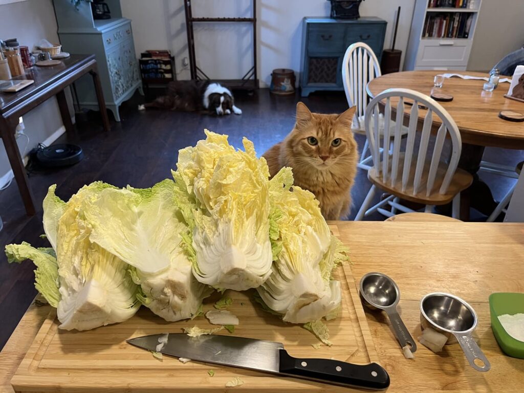First time making kimchi, before and after :)