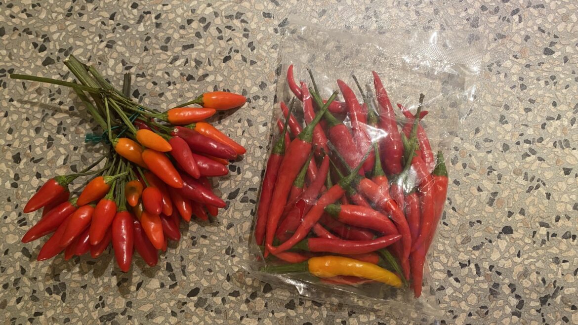 Any ideas what these could be?