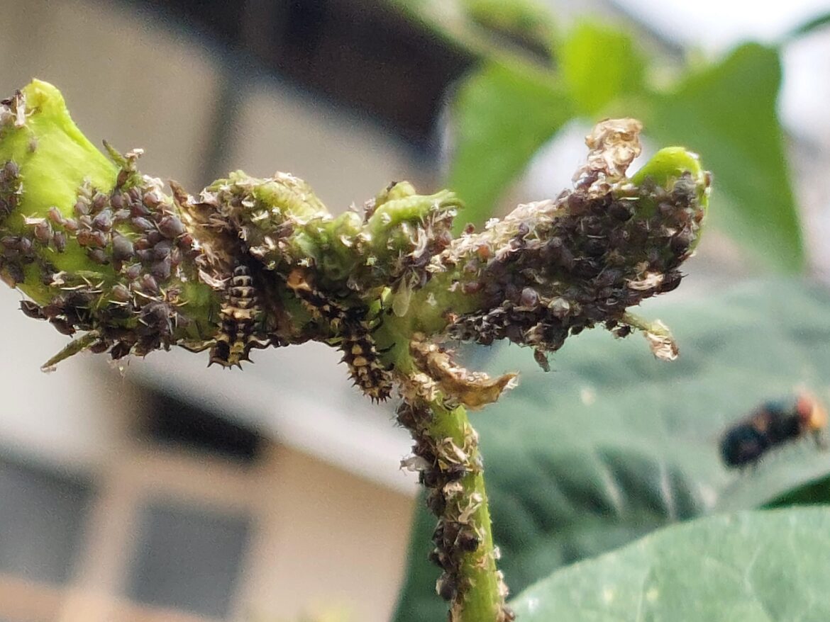 Noob here. Planted a row of 20 string beans. One end of the row (about 4 plants) has a huge aphid colony and the other end clean as a whistle. Ladybugs have started appearing. Should I blast infested side with neem oil? Or leave it to allow ladybugs to thrive? Is this how trap crops work?