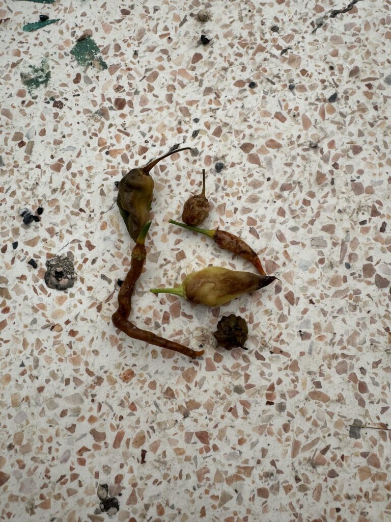 Help with Rotting Peppers