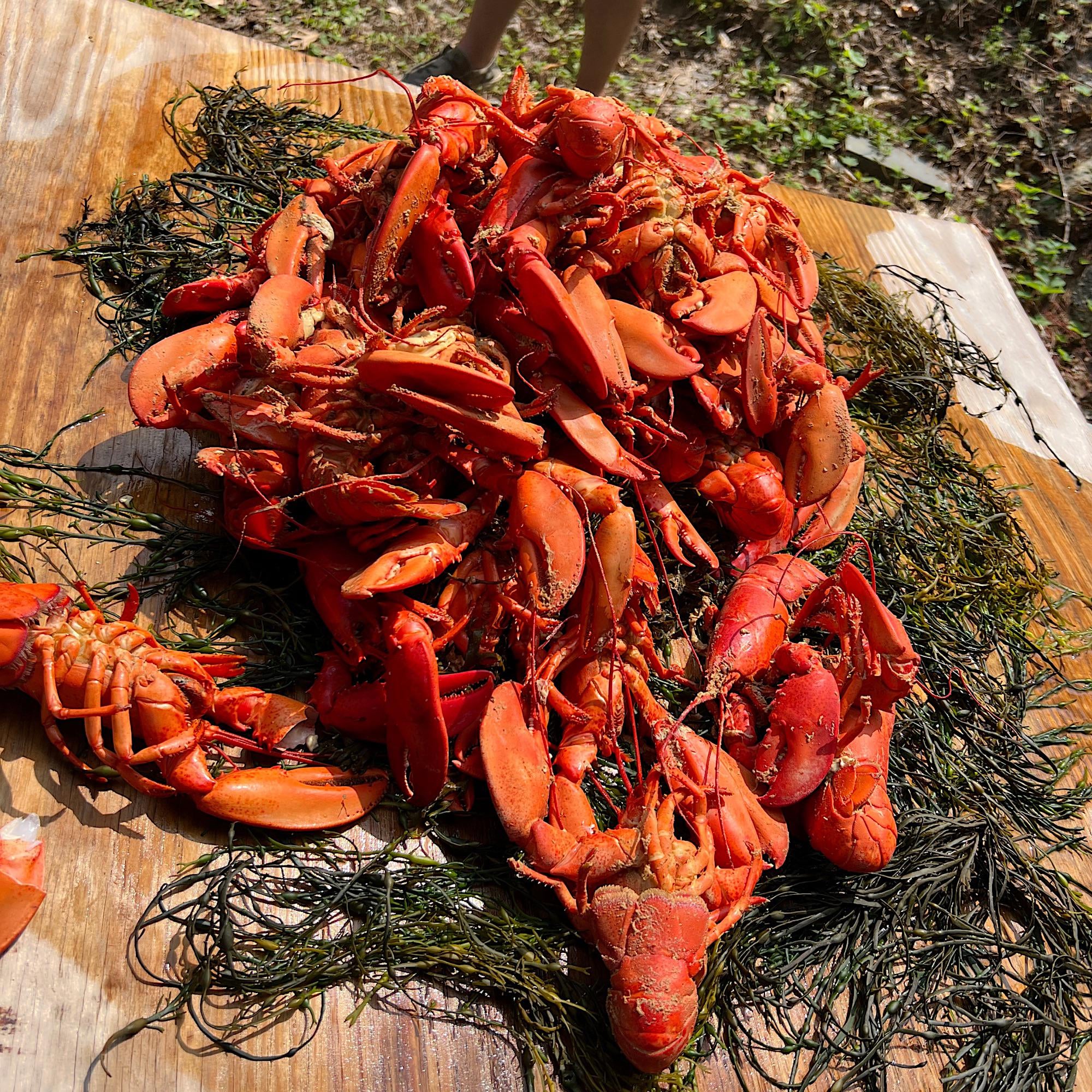 (50) Fifty 1lb. Maine lobsters perfectly steamed and ready to serve [Here’s how I did it