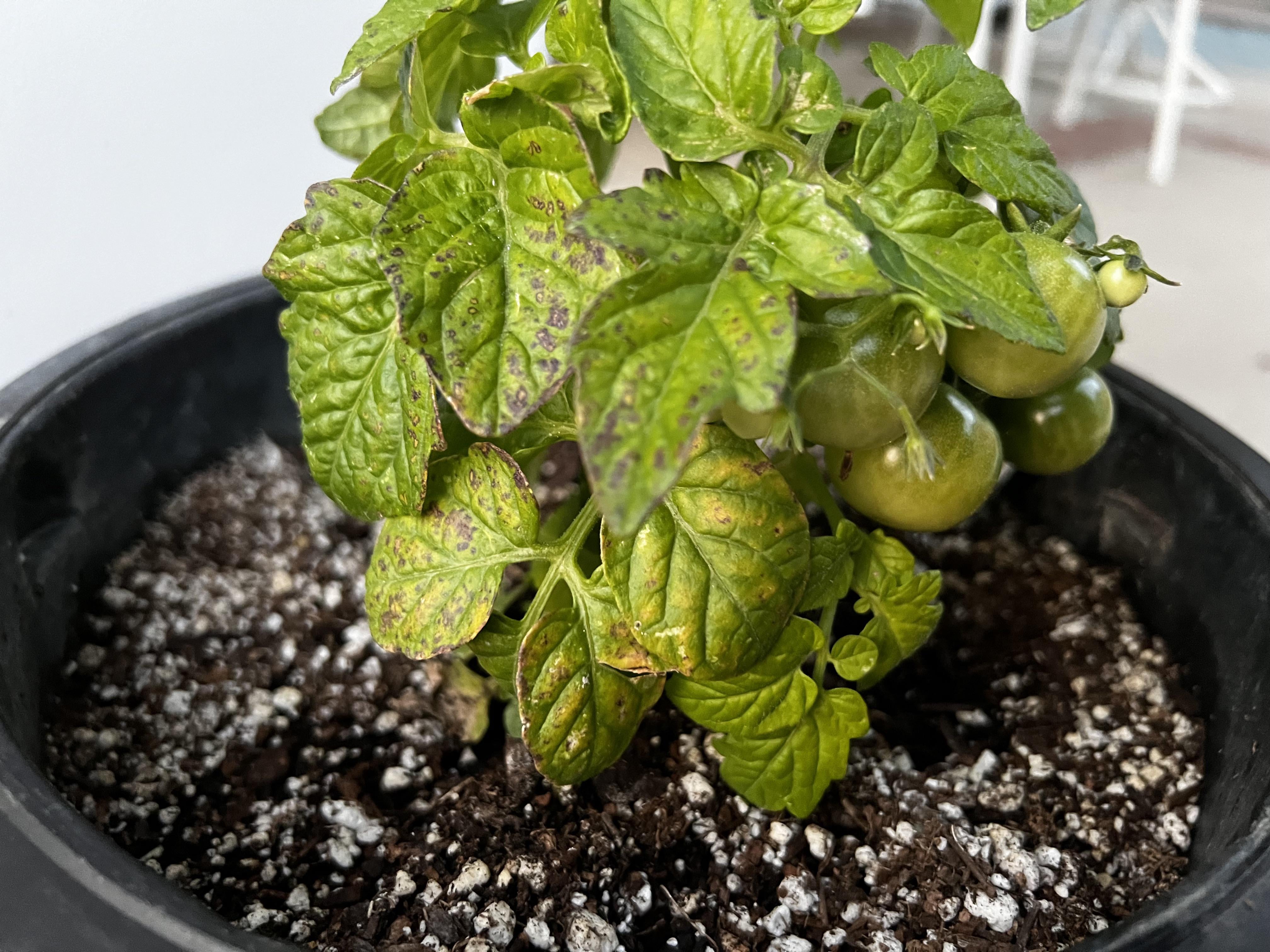 Help identifying the cause of the sudden change and dark spots in