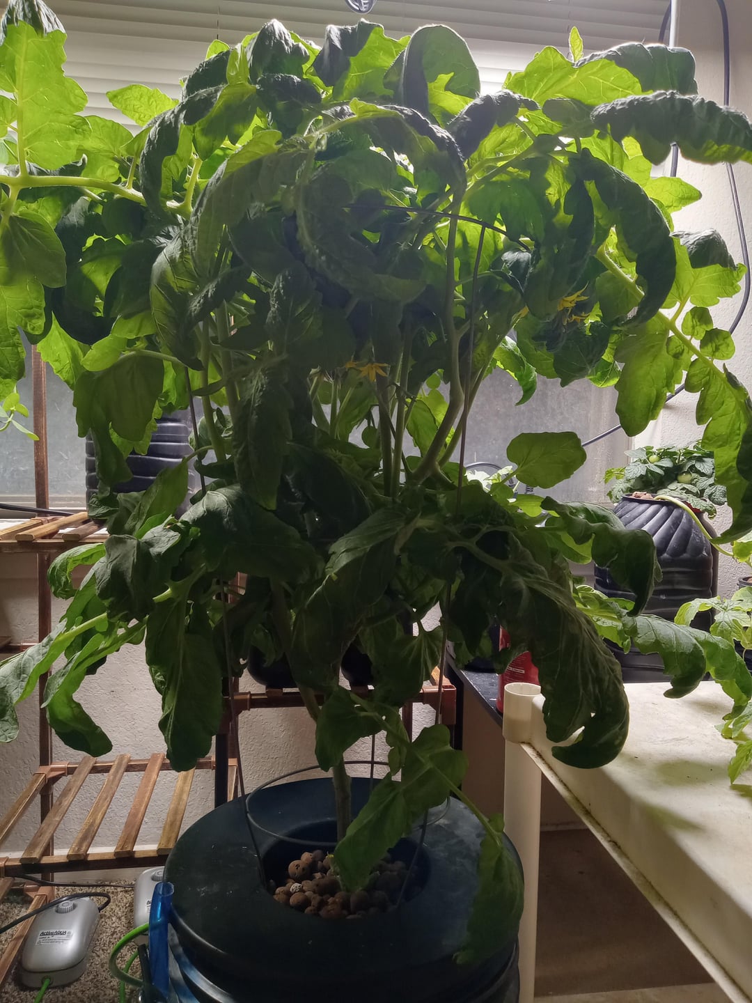 Indoor beefsteak tomato. Dining and Cooking