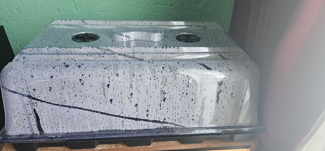 I just thought I'd show the difference I get with a heat lamp and a